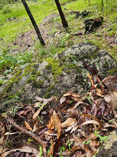 Bearly to the Last Bite: The Awesomeness of Nutrient Cycling!
