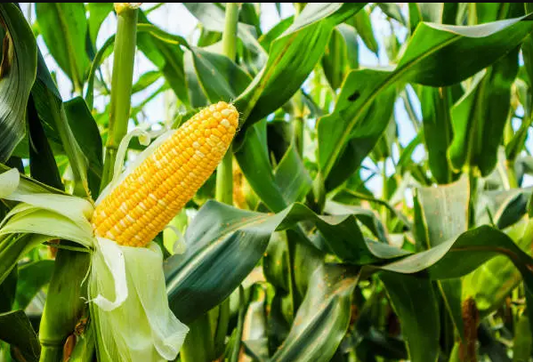 Bear-y Berry Good: A Fun Guide to Growing Corn in Australia