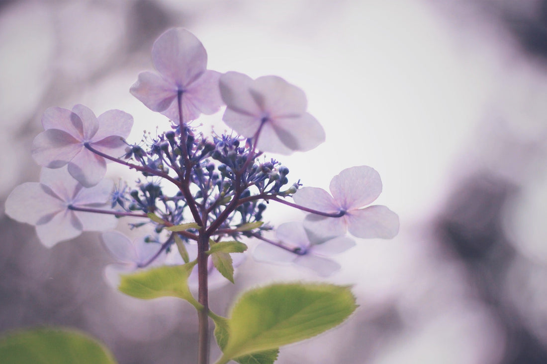 Planting Hydrangeas in Australia: A Splendid and Comprehensive Guide