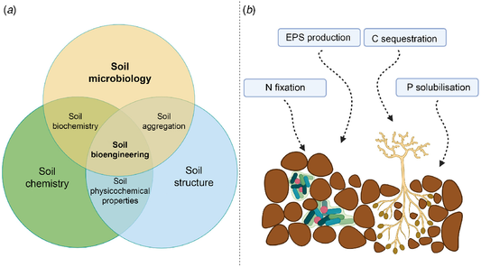 Bear Necessities: Enhancing Soil Structure for Sustainable Agriculture 🌱🐻