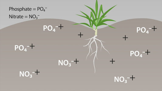 Cation-Exchange Capacity (CEC) - Cultivating Change
