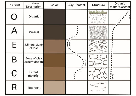 Exploring the Joy of Soil Horizons: Nature's Hidden Treasures! 🌱✨