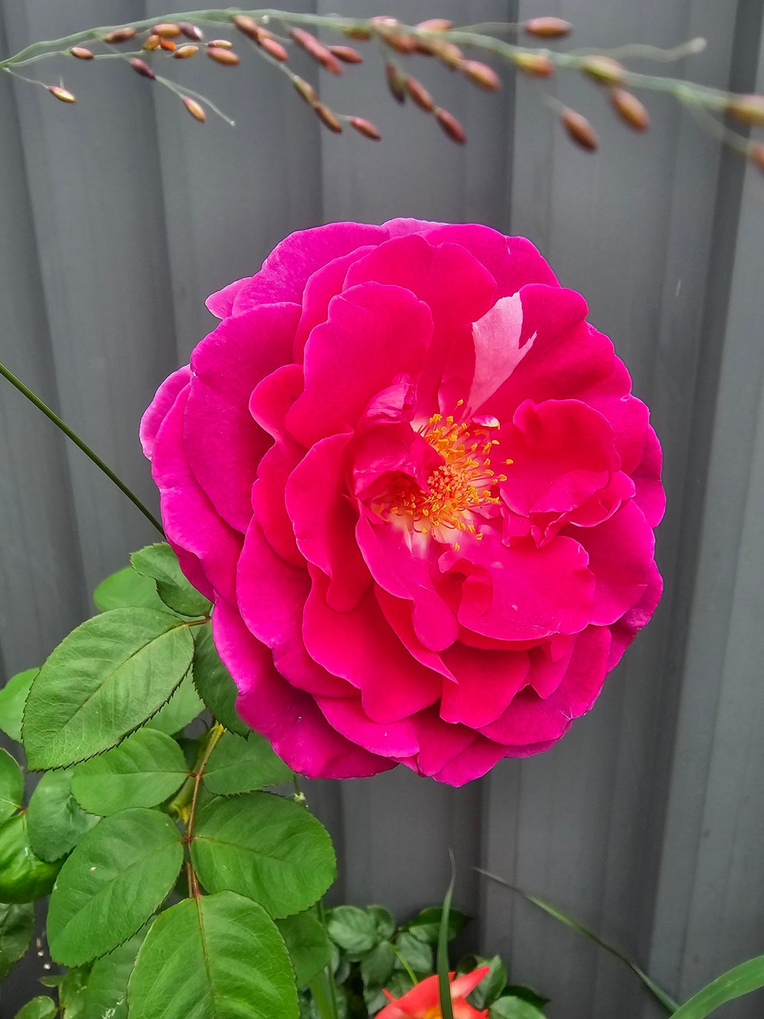 A Joyful and Whimsical Australian Guide To Roses 🌟🌹