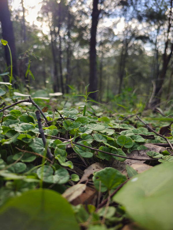 Australian Native Ground Cover for Permaculture Solutions