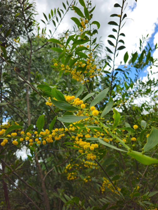 The Diversity of Wattles in Australia: How Climate Shapes Their Evolution